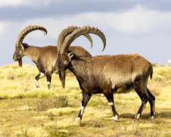 A wide range of animal species is also found in the park which includes endangered species like the Ethiopian wolf, Walia ibex, and endemic species of